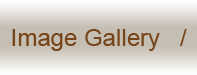 Image Gallery